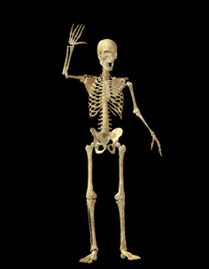 Skeleton waving
